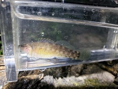 Etheostoma nigripinne