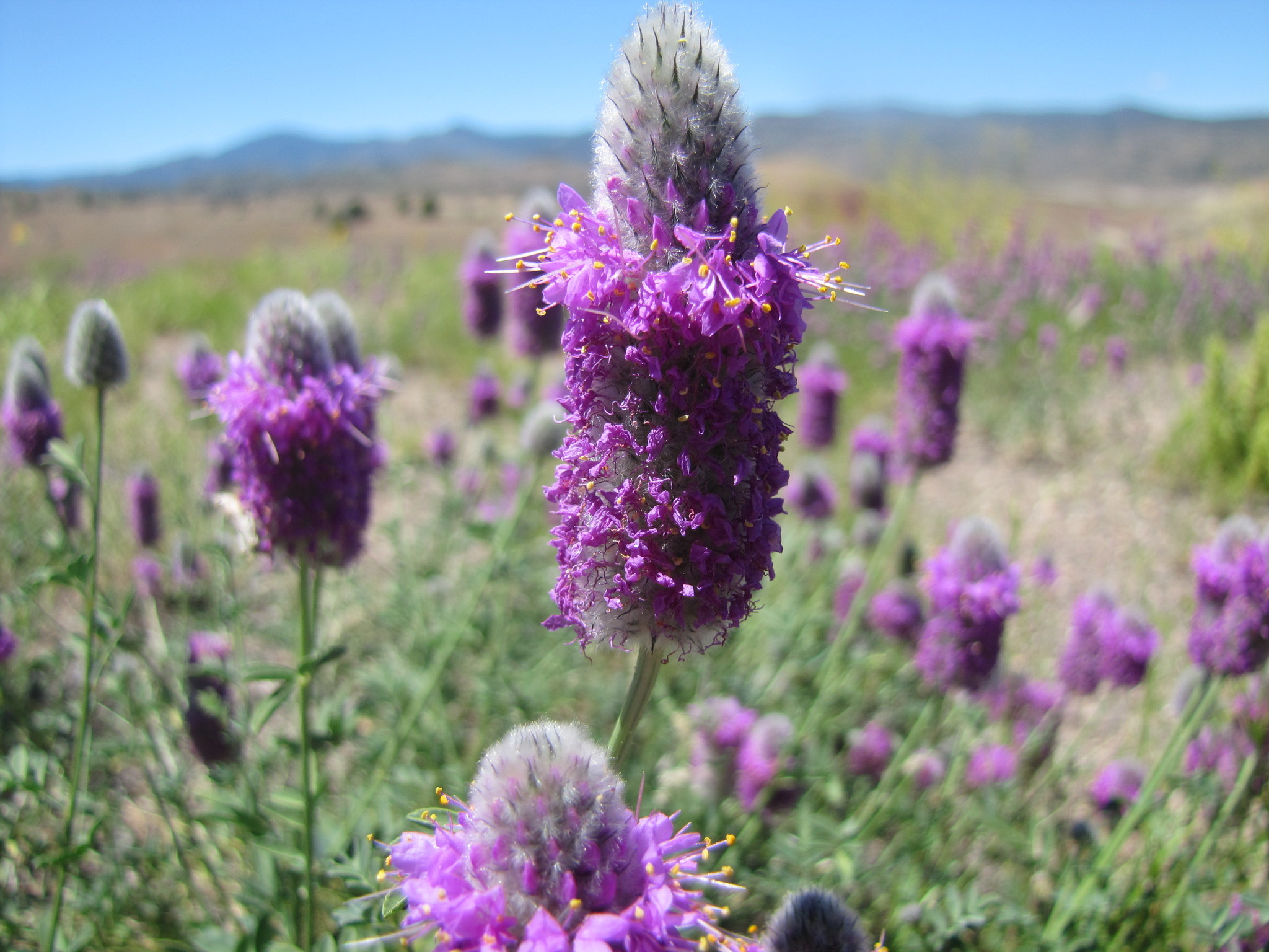 Dalea ornata