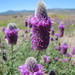 Blue Mountain Prairie Clover - Photo (c) FlaPack, some rights reserved (CC BY-NC)