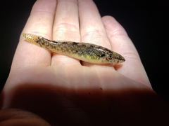 Etheostoma nigripinne