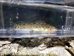 Etheostoma nigripinne