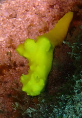 Notodoris citrina