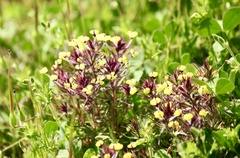 Triphysaria eriantha