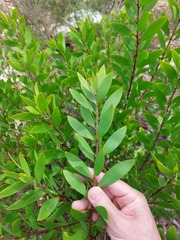 Persoonia lanceolata