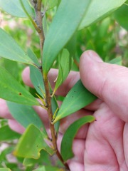 Persoonia lanceolata