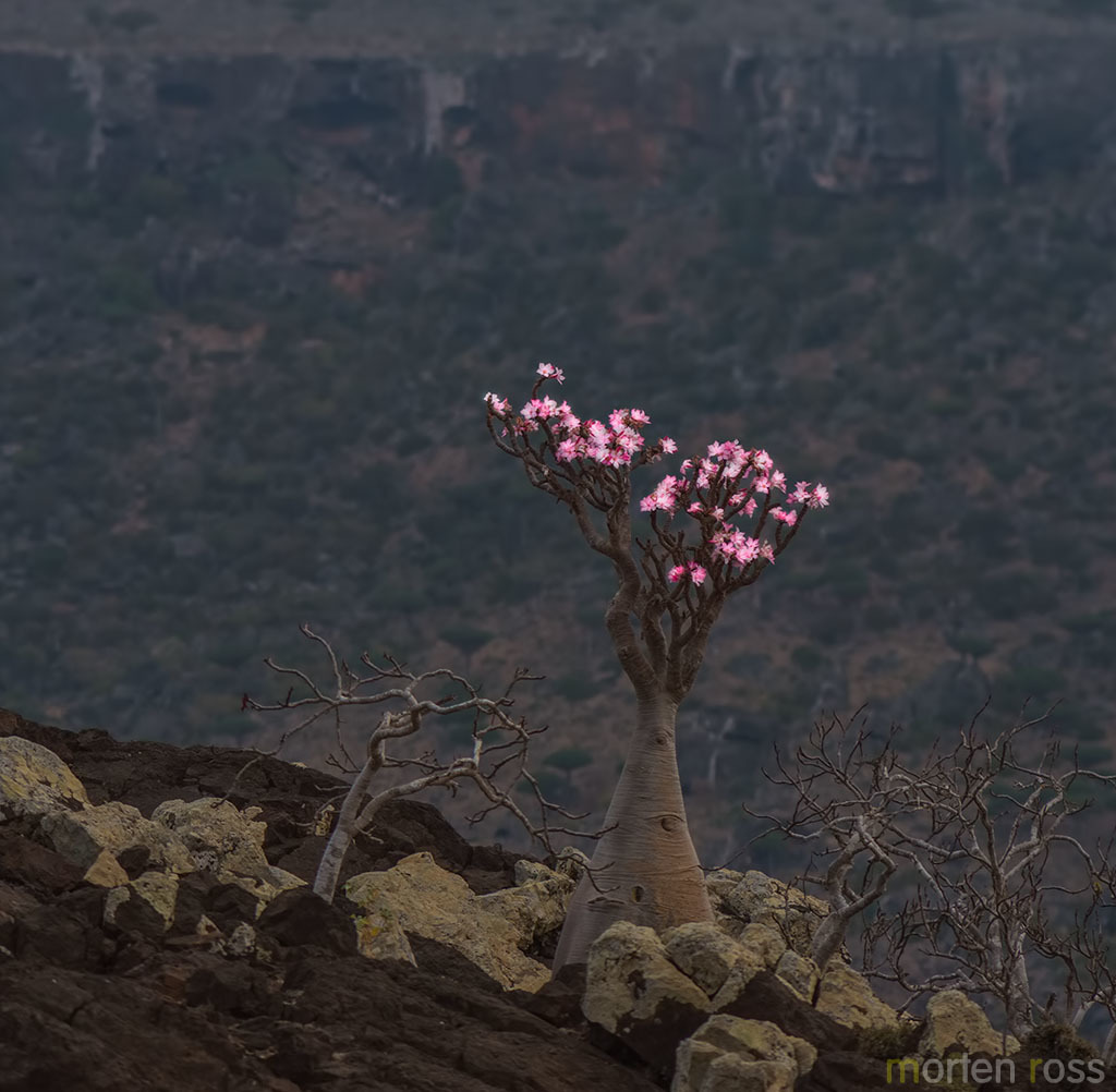 Adenium obesum, Hidaybu, Hadramawt, Yemen