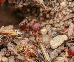 Pogonomyrmex huachucanus