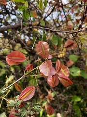 Combretum albidum
