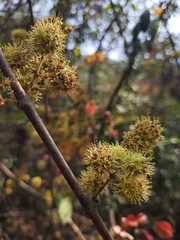 Combretum albidum
