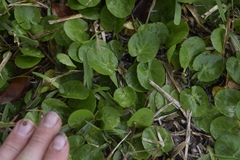 Centella erecta