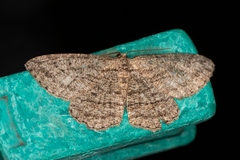 Zermizinga sinuata