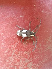 Mimocalothyrza bottegi