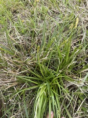 Carex triangularis
