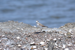 Charadrius dealbatus