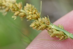 Carex triangularis