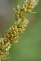Carex triangularis