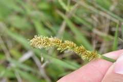 Carex triangularis
