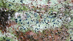 Chrysothrix caesia