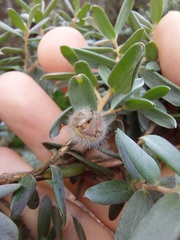 Leptospermum grandifolium