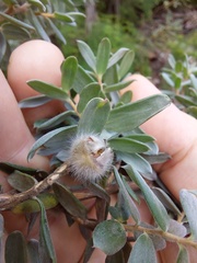 Leptospermum grandifolium