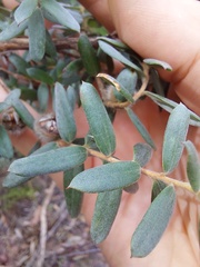 Leptospermum grandifolium