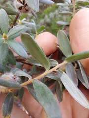 Leptospermum grandifolium