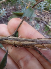 Leptospermum grandifolium