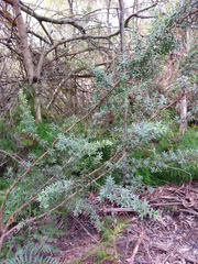 Leptospermum grandifolium