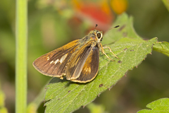 Parnara amalia