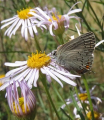Satyrium californica