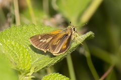 Parnara amalia