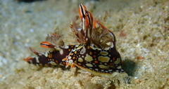 Bornella anguilla
