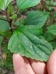 Baeodromus eupatorii