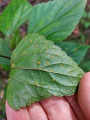 Baeodromus eupatorii