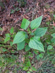 Baeodromus eupatorii