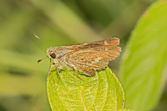 Parnara amalia