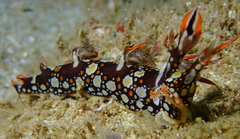 Bornella anguilla