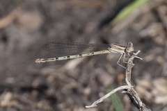 Argia nahuana