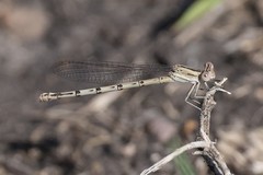Argia nahuana