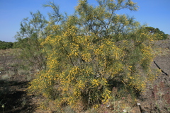 Genista aetnensis