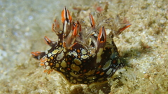 Bornella anguilla