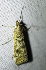 Nomophila corticalis