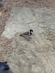 Passer domesticus