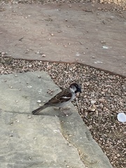 Passer domesticus