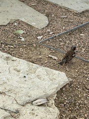 Passer domesticus