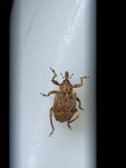 Hyperinae