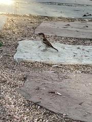 Passer domesticus