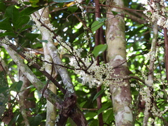 Lepiderema sericolignis