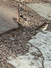 Passer domesticus