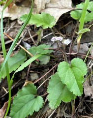 Veronica californica